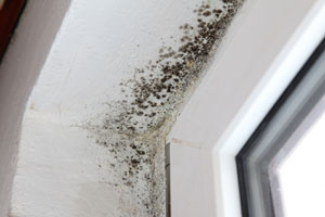 Mold Growth from Water Damage